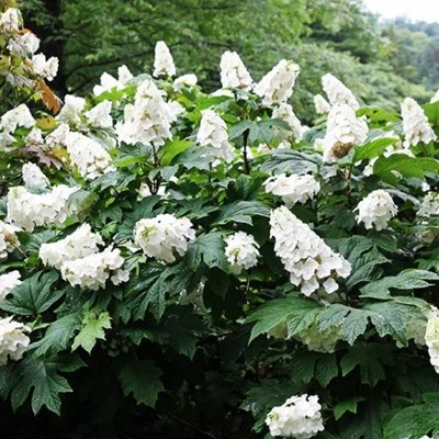 Hortenzia dubolistá -  Hydrangea quercifolia ´Snow Queen´ - 30/40cm