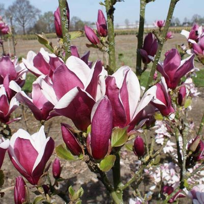Magnolia 'Black Tulip'  Co15L  150/200 (mladý strom)