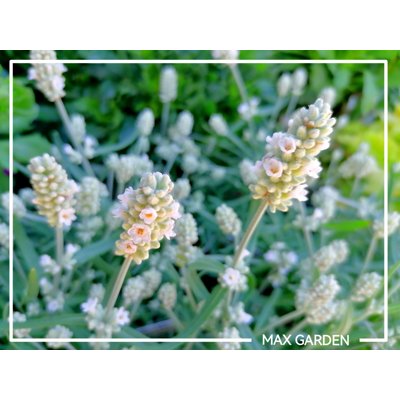 Levanduľa úzkolistá - Lavandula angustifolia 'White Fragrance'  P12