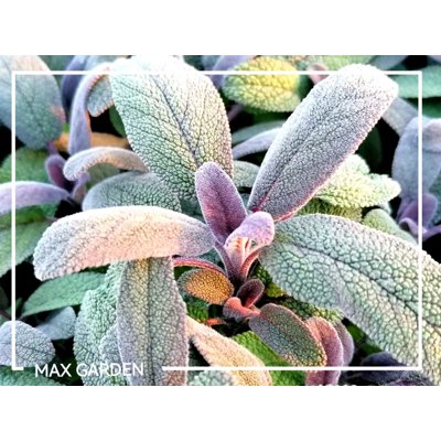 Salvia officinalis ´Purpurascens´  P14