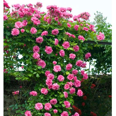 Ruža popínavá - Rosa ´Pink Cloud´ - sv.ružová Co4L