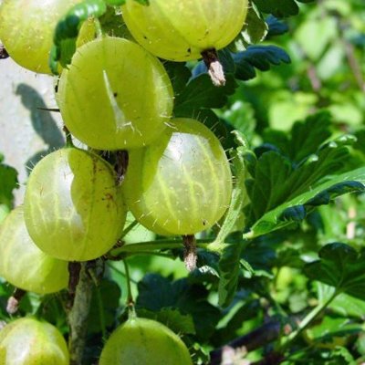 Egreš biely stromčekový - Ribes uva-crispa 'Rixanta'  KM60