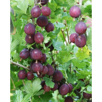 Egreš červený stromčekový - Ribes uva-crispa 'Severnyj Kapitan' KM60