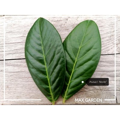 Vavrínovec lekársky Novita - Prunus laurocerasus ´Novita´  Co3L 80/100 (ITA)