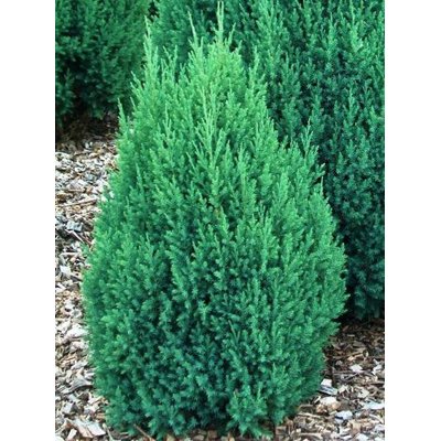 Borievka čínska - Juniperus Chinensis Stricta Co2,5L 20/30