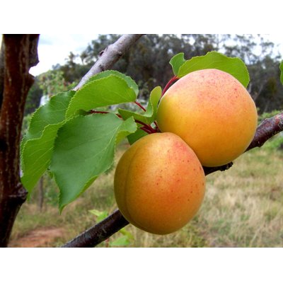 Marhuľa obyčajná - Prunus armeniaca  ´Maďarská´ - skorá Co9/12L