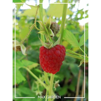 Malina červená - Rubus idaeus ´Rubín´ Co2L  40+