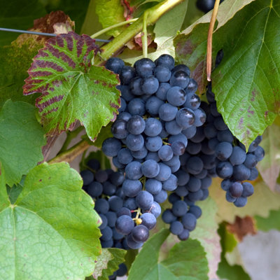 Vinič stolový - Vitis vinifera 'Belehradské' - modré KM20