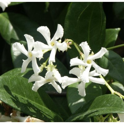Jasmínovník vonný  - Rhyncospermum Jasminoides   Co5L  125/150