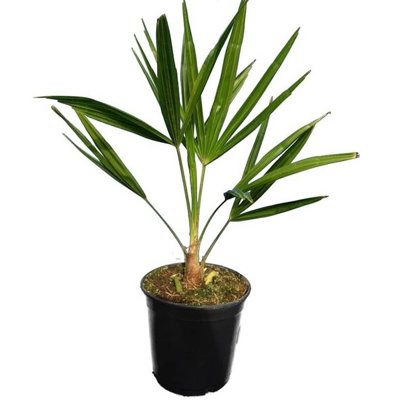Palma - Chamaerops Excelsa - Trachycarpus fortunei  Co3L 40/60