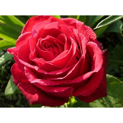 Ruža záhonová - Rosa ´Snövit´ Co3L