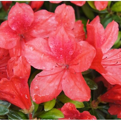 Azalka japonská - Azalea japonica ´Aladdin Scout´ - kuželový tvar -80/100cm