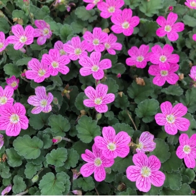 Erodium x variabile 'Bishop's Form'