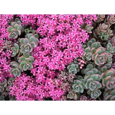 Sedum cyaneum 'Sachalin'