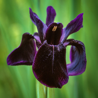 Iris germanica - žltá Co11 10/15