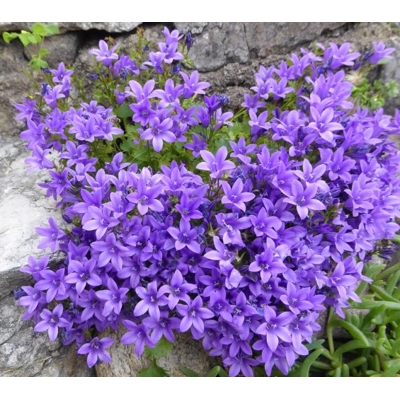 Campanula portenschlagiana 'Nina'  P10,5
