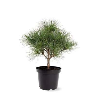 Borovica hladká  - Pinus strobus ´Nana´ Co9L  90/100