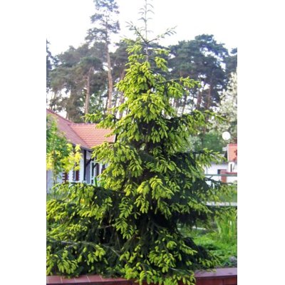 Smrek východný - Picea orientalis ´Barnes´ Co7,5L 30/35