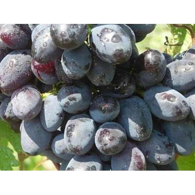 Vinič stolový - Vitis vinifera 'Belehradské' - modré KM20
