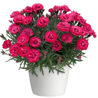 Dianthus ´Early Love´