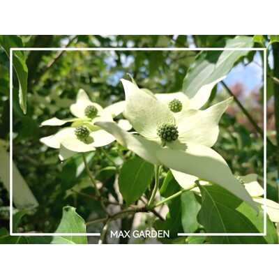 Drieň kousa - Cornus kousa 'Milky Way'  - 90+cm