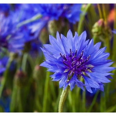 Nevädza poľná - Centaurea cyanus