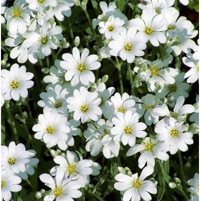 Cerastium tomentosum