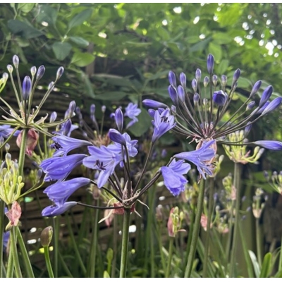 Agapanthus ´Amourette Superb Blue´ -50/60cm