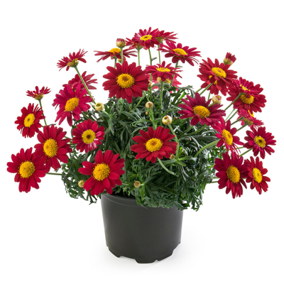 Margaréta - Argyranthemum ´Precussion Red´