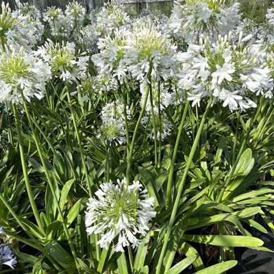 Agapanthus africanus ´Pitchoune White´