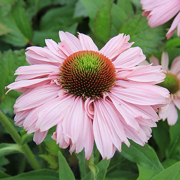 Echinacea ´SunSeecers Coral´ P15