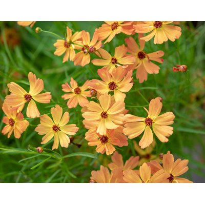 COREOPSIS grandiflora ’Early Sunrise’