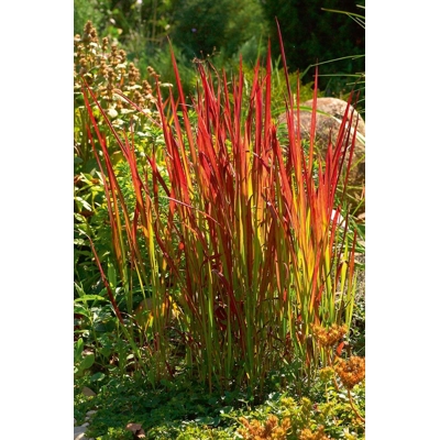 Imperata cylindrica Červený barón - Imperata cylindrica ´Red Baron´ P14