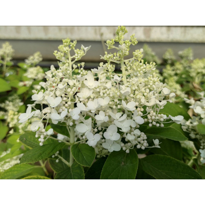 Hortenzia metlinatá - Hydrangea paniculata 'Pinky Winky'  Co2L 30/40