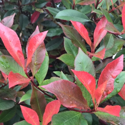 Červienka  - Photinia fraseri ´Carre Rouge´ Co2L 60/70