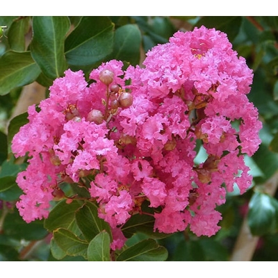 Myrta krepová ružová- Lagerstroemia indica ´Rosea´ Co25/30L 8/10 - vysokokmeň