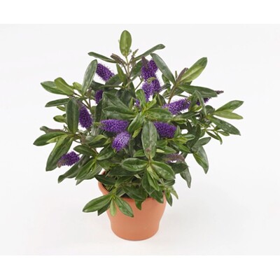 Hebe ´Akiri Light Purple Kiwi´ - 20/25cm