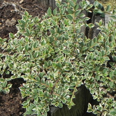 Skalník rozprestretý - Cotoneaster horizontalis