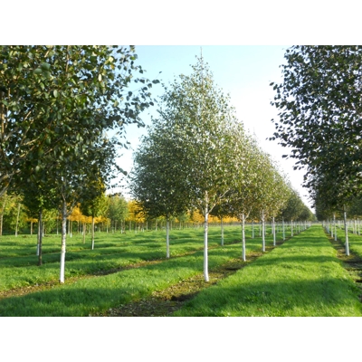 Betula utilis ´Jacquemontii´ Co20L 8/10