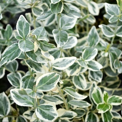 Bršlen - Euonymus fortunei ´Emerald Gaiety´  P13 10/15