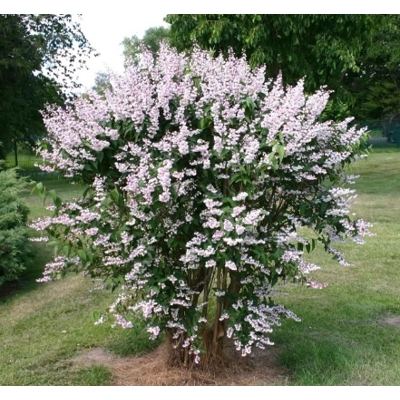 Trojpuk nežný - Deutzia gracilis ´Nikko´ 20/30  Co2,5L