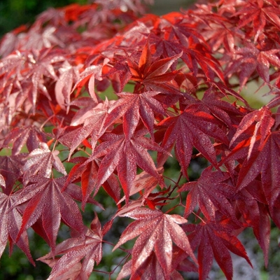 Javor dlaňolistý - Acer palmatum ´Atropurpureum´  Co25L 110/120