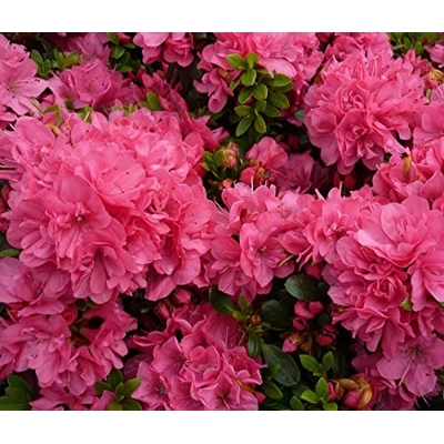 Azalka japonská - Azalea japonica 'Anne Frank'  Veľkosť: 20-30 , K2,5