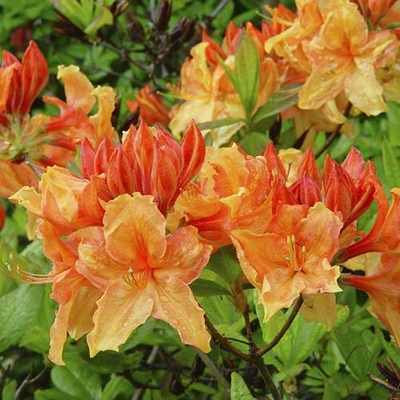 Azalka veľkokvetá - Azalea Knaphill 'Goldpracht' Co2.5L 30/40