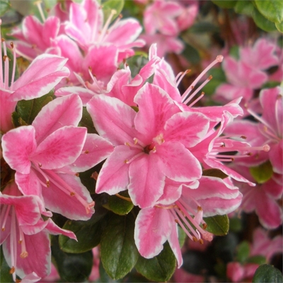 Azalka japonská - Azalea japonica  'Melina'  Co2.5L 20/30