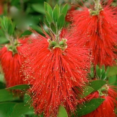 Tyčinkovec, krásnokvet - Callistemon citrinus ´Red Cluster´ 30/40 Co4L