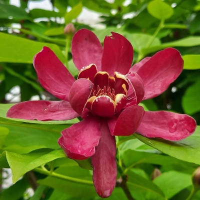 Sazaník kvetnatý - Calycanthus floridus  25/30cm