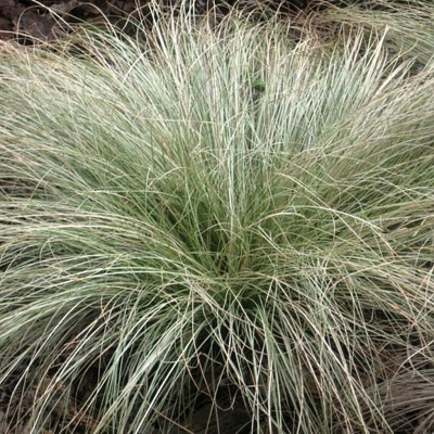 Ostrica japonská - Carex morrowii ´ICE DANCE´  Co2L