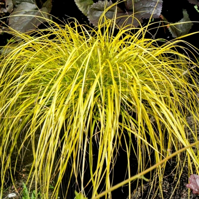 Ostrica ošimenská - Carex oshimensis 'Evergold'  Co1L