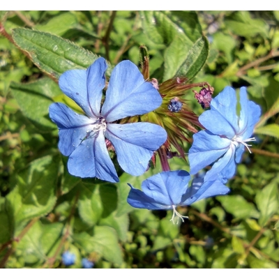 Olovnatec Willmottov - Ceratostigma Willmottianum - 30/40cm